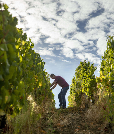 Our wine-growing estates in the Jura